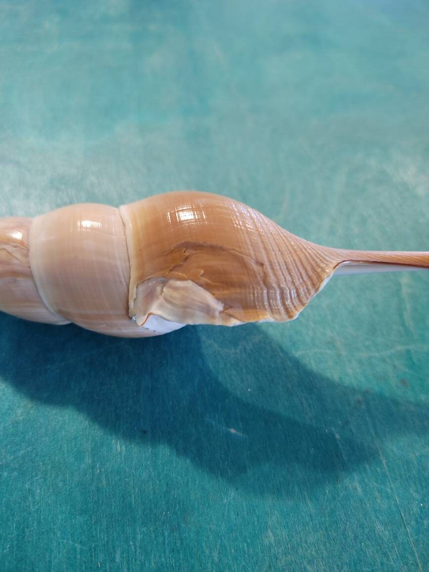 Shin Bone Tibia Fusus Shell | Loving Coastal Living