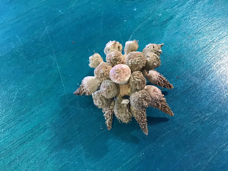 Whole Natural Pine Tree Sea Urchin