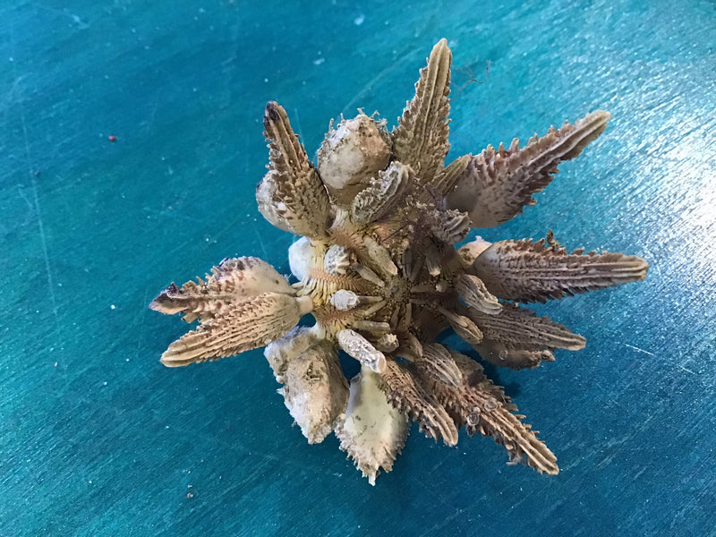 Whole Natural Pine Tree Sea Urchin