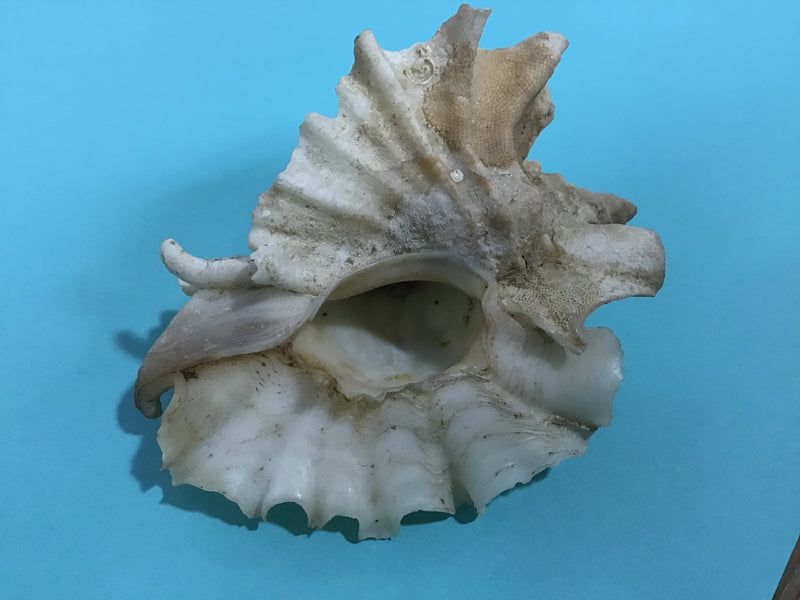 RARE Vintage 3" Leafy Winged Murex Shell with Operculum