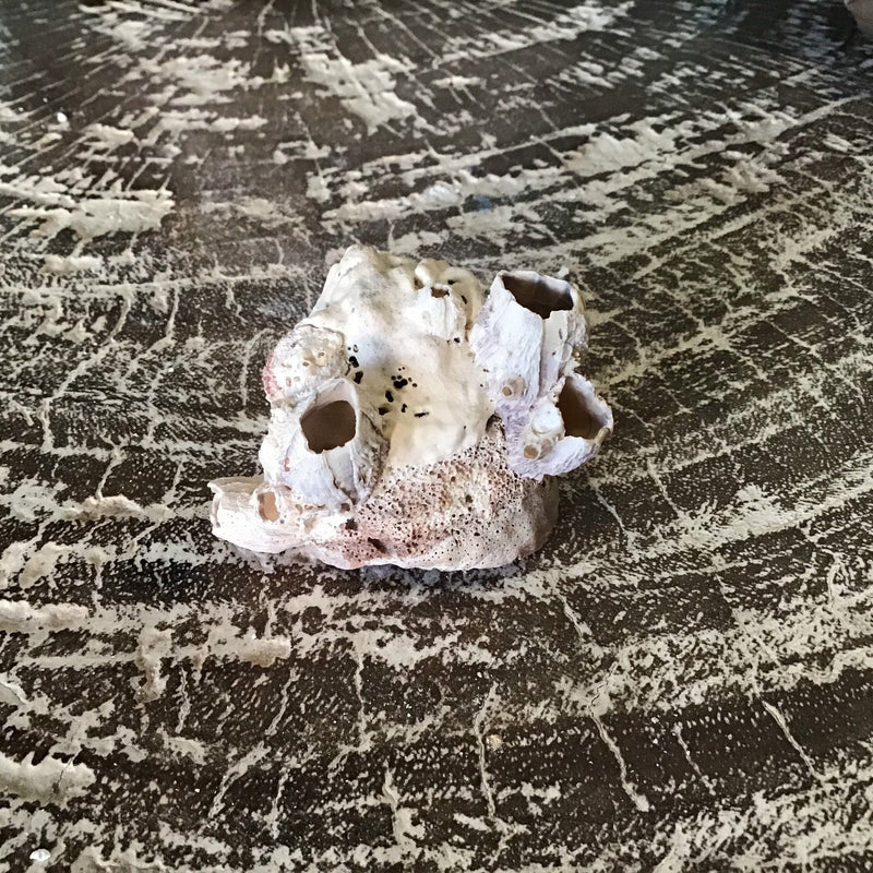 Vintage Calyptraeidae Trochita Spirata Slipper Snail Shell