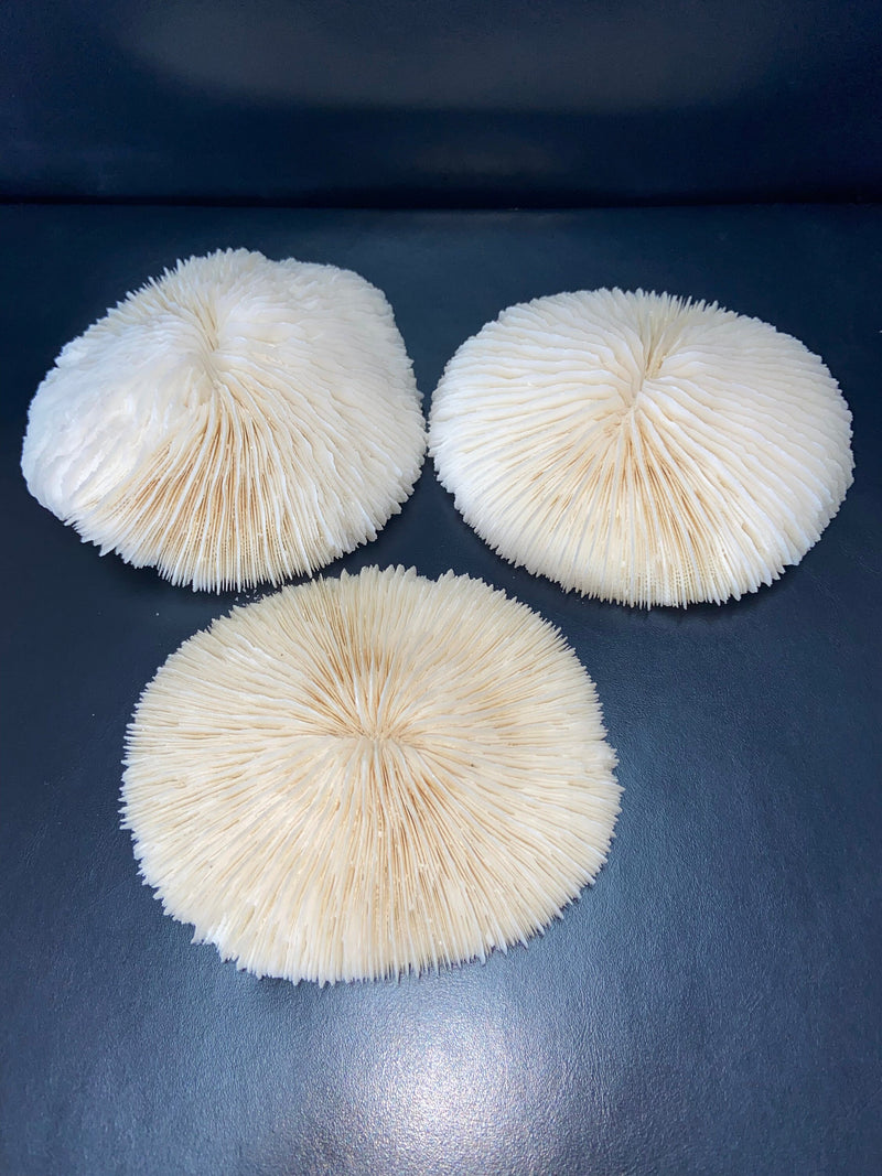 Vintage White Mushroom Coral