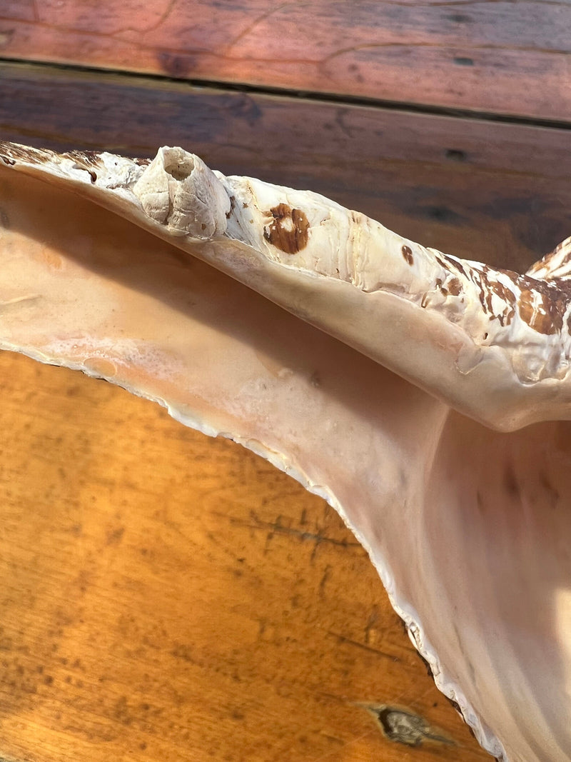 Select Horse Conch Shell 11.5" w/ Periostracum Perio FASCIOLARIA GIGANTEA