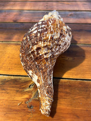 Select Horse Conch Shell 11.5