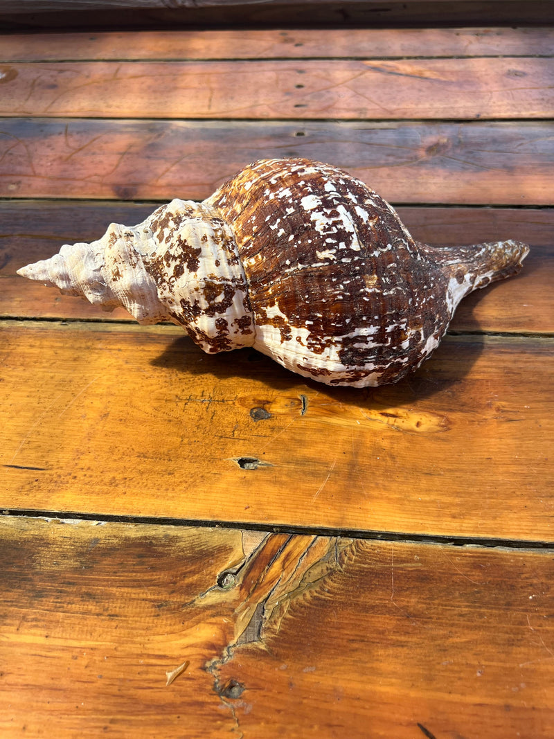 Select Horse Conch Shell 11.5" w/ Periostracum Perio FASCIOLARIA GIGANTEA