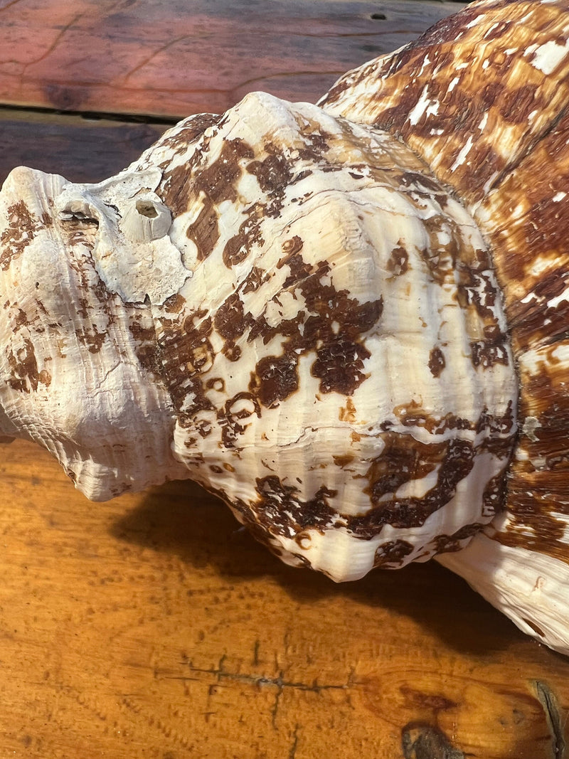 Select Horse Conch Shell 11.5" w/ Periostracum Perio FASCIOLARIA GIGANTEA