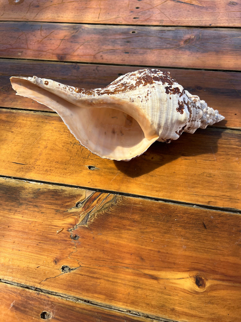 Select Horse Conch Shell 11.5" w/ Periostracum Perio FASCIOLARIA GIGANTEA