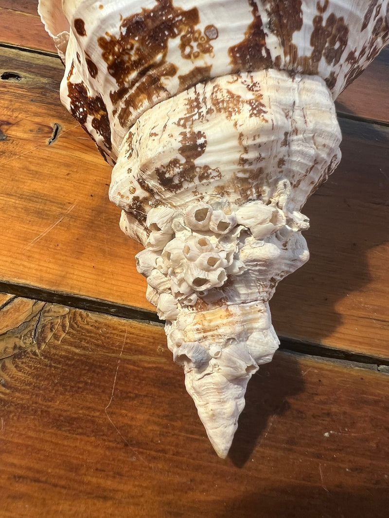 Select Horse Conch Shell 11.5" w/ Periostracum Perio FASCIOLARIA GIGANTEA