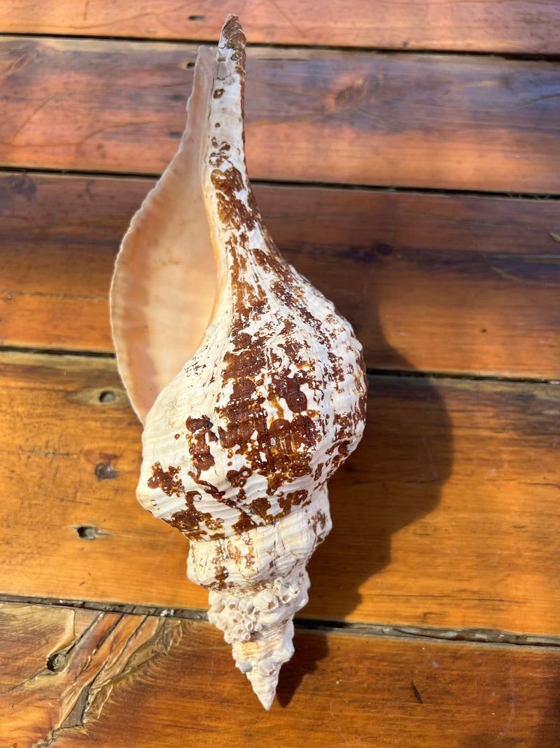 Select Horse Conch Shell 11.5" w/ Periostracum Perio FASCIOLARIA GIGANTEA