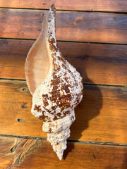 Select Horse Conch Shell 11.5