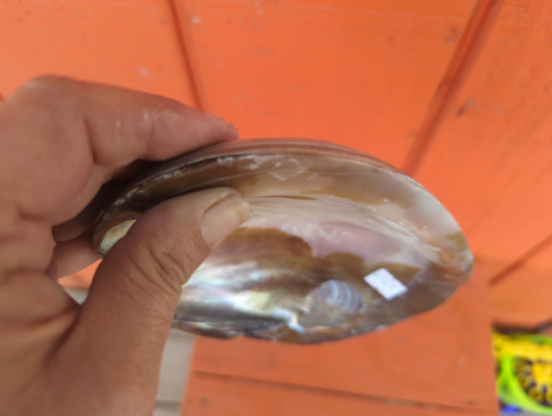 Giant Polished River Clam Seashell Shell