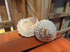 Raw Unpolished Astraea Undosa Large Wavy Top Turban Shell