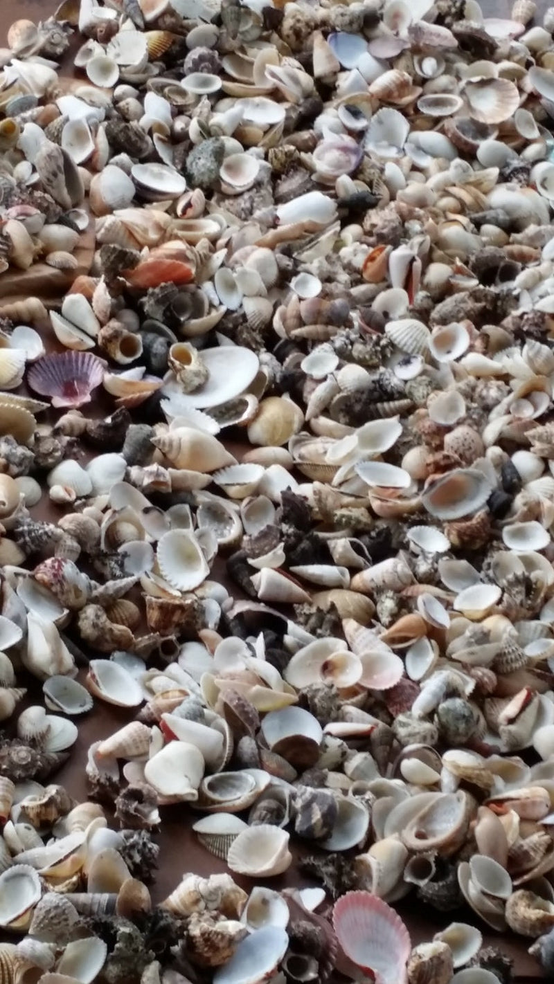 Assortment Lot Natural Seashell Mix