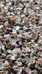 Assortment Lot Natural Seashell Mix