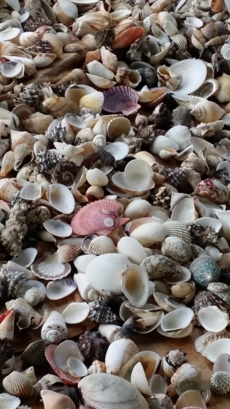 Assortment Lot Natural Seashell Mix