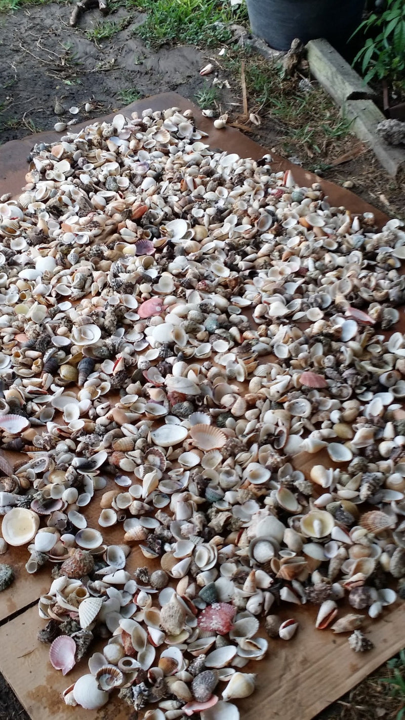 Assortment Lot Natural Seashell Mix