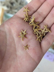 Bay Starfish