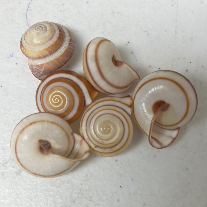 RARE Calocochlia land snail shell