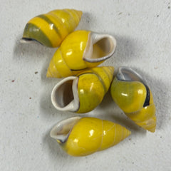 Yellow Land Snail Shell