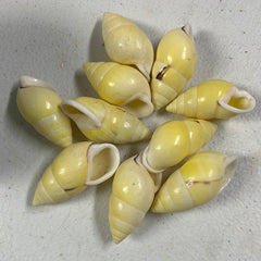 Pale Yellow Land Snail Shell