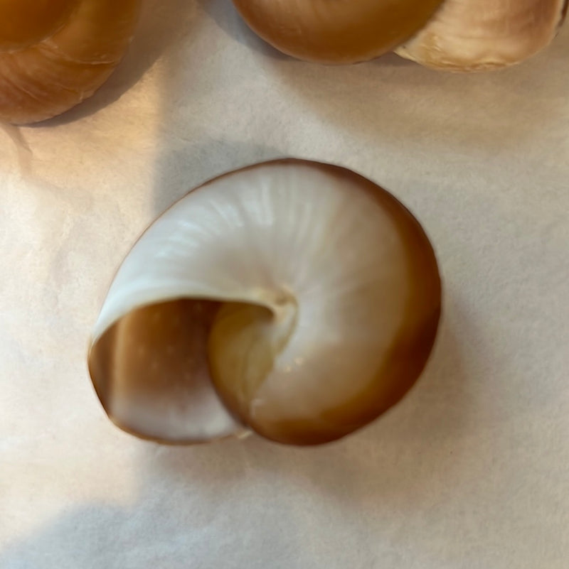 Small Muffin Snail Shell