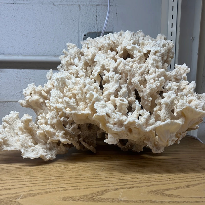 Vintage Merulina Coral- 20"