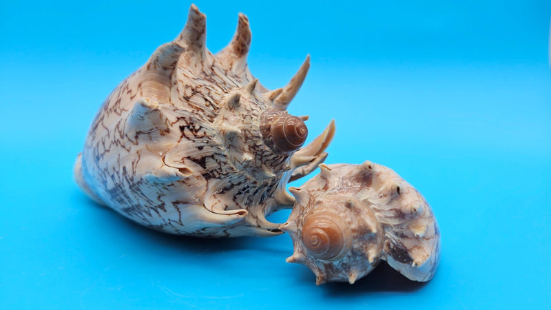 Volute Shell Collection – Rare Collector Shells & Coastal Décor ...