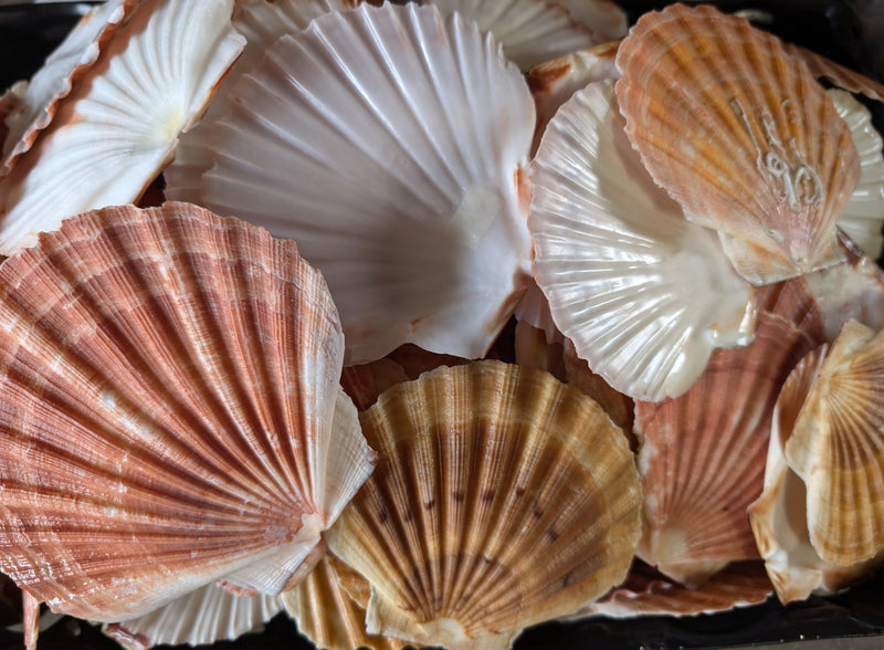 Irish Flat Scallop Shells - ShellsLoving Coastal Living