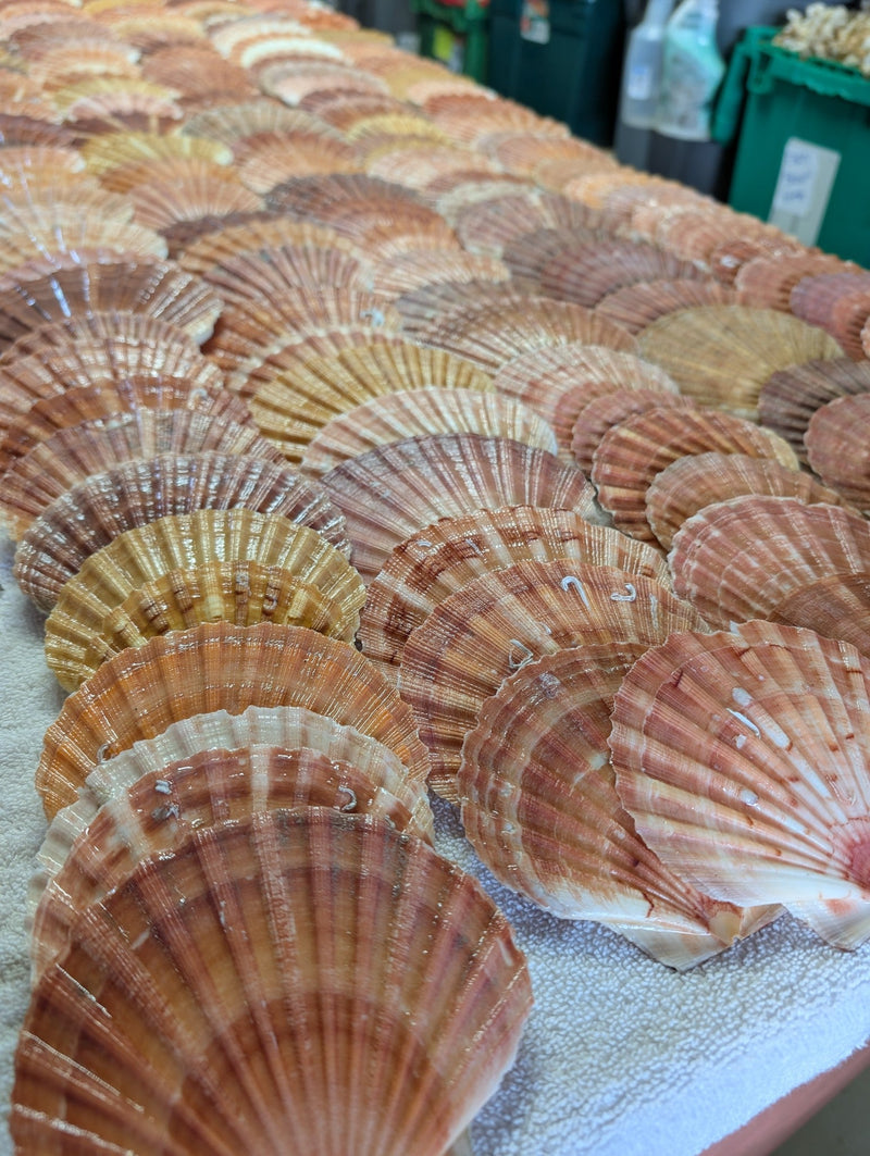 Irish Flat Scallop Shells - ShellsLoving Coastal Living