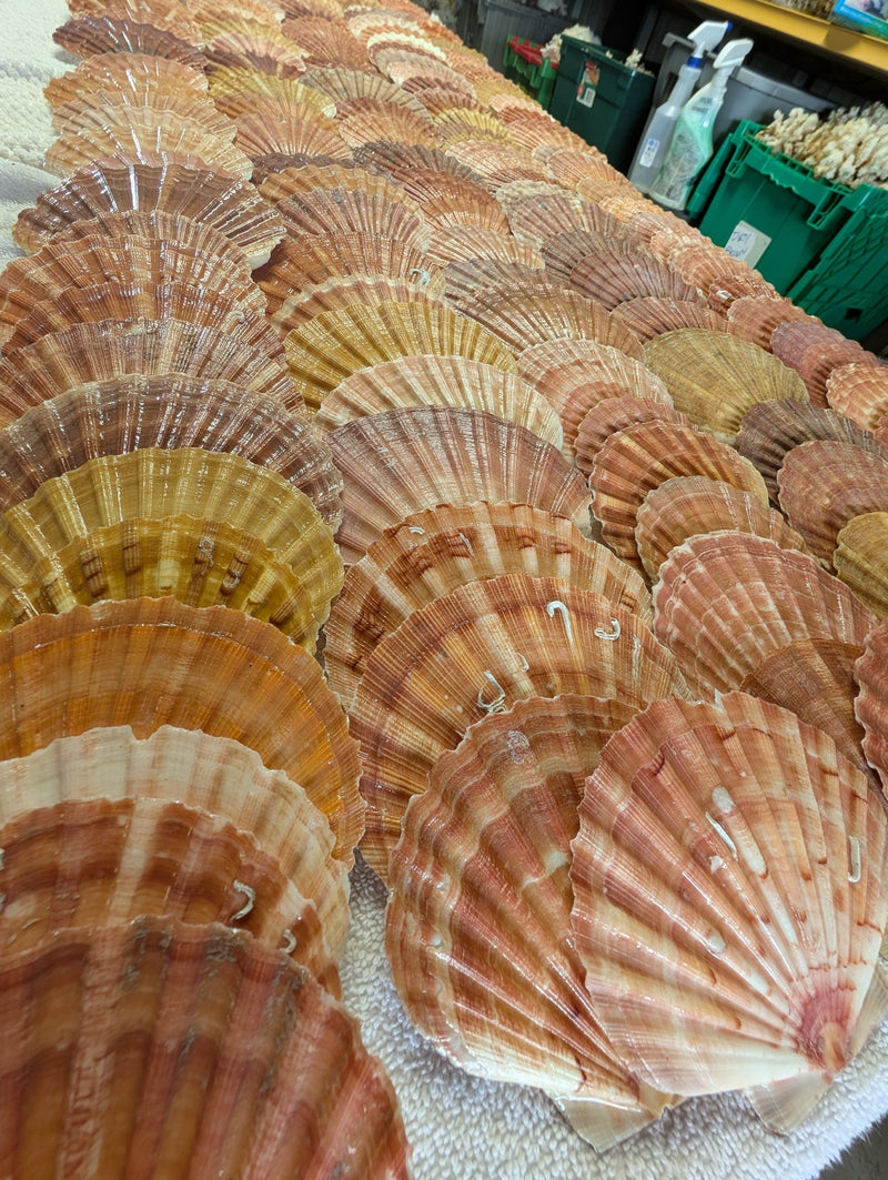 Irish Flat Scallop Shells - ShellsLoving Coastal Living