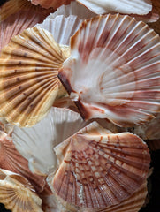 Irish Flat Scallop Shells - ShellsLoving Coastal Living