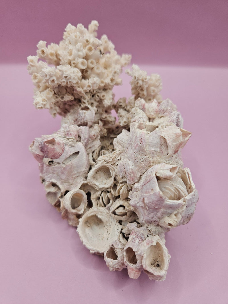 Ivory Bush Coral Mixed with Gulf of Mexico Barnacle – Oculina Varicosa (6.4") - CoralLoving Coastal Living