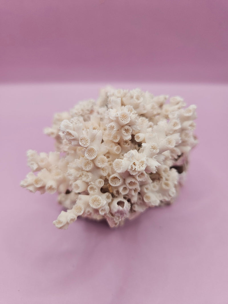 Ivory Bush Coral Mixed with Gulf of Mexico Barnacle – Oculina Varicosa (6.4") - CoralLoving Coastal Living