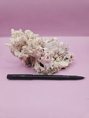 Ivory Bush Coral Mixed with Gulf of Mexico Barnacle – Oculina Varicosa (6.4