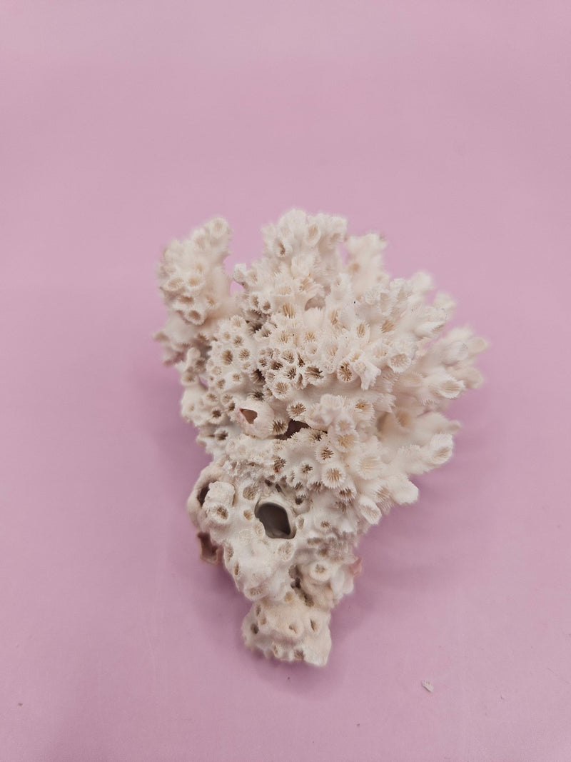 Ivory Bush Coral – Oculina Varicosa (2.5") - CoralLoving Coastal Living