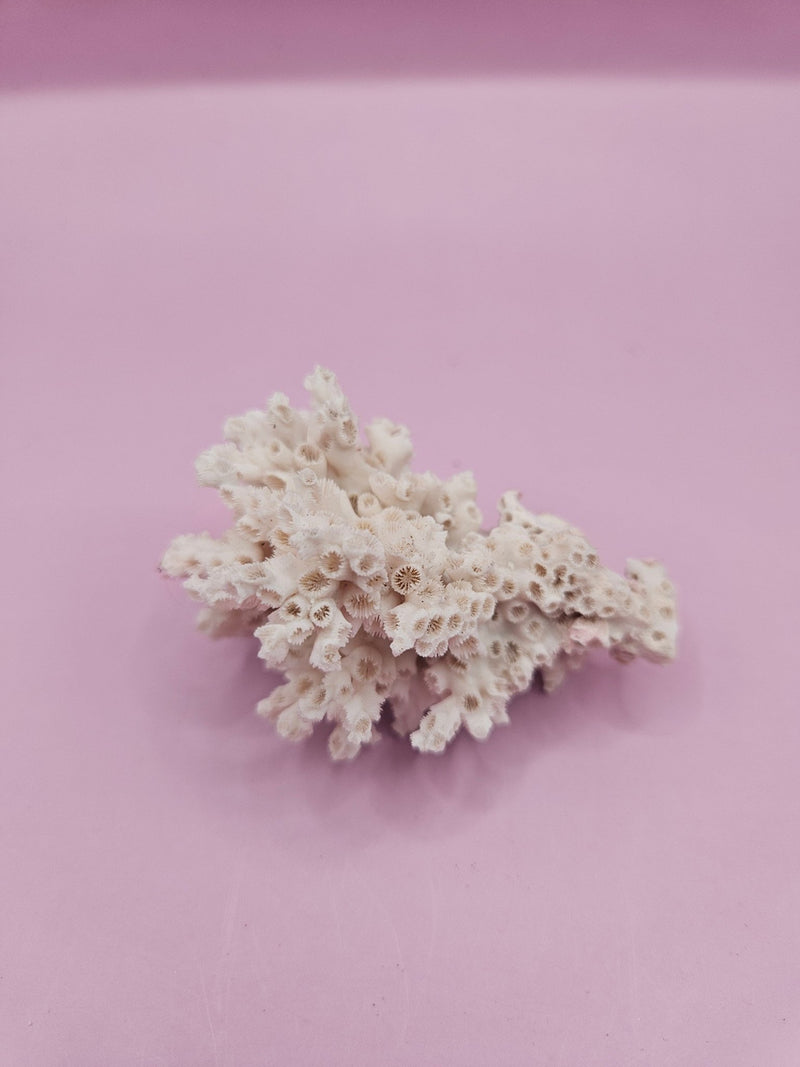 Ivory Bush Coral – Oculina Varicosa (2.5") - CoralLoving Coastal Living