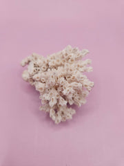 Ivory Bush Coral – Oculina Varicosa (2.5