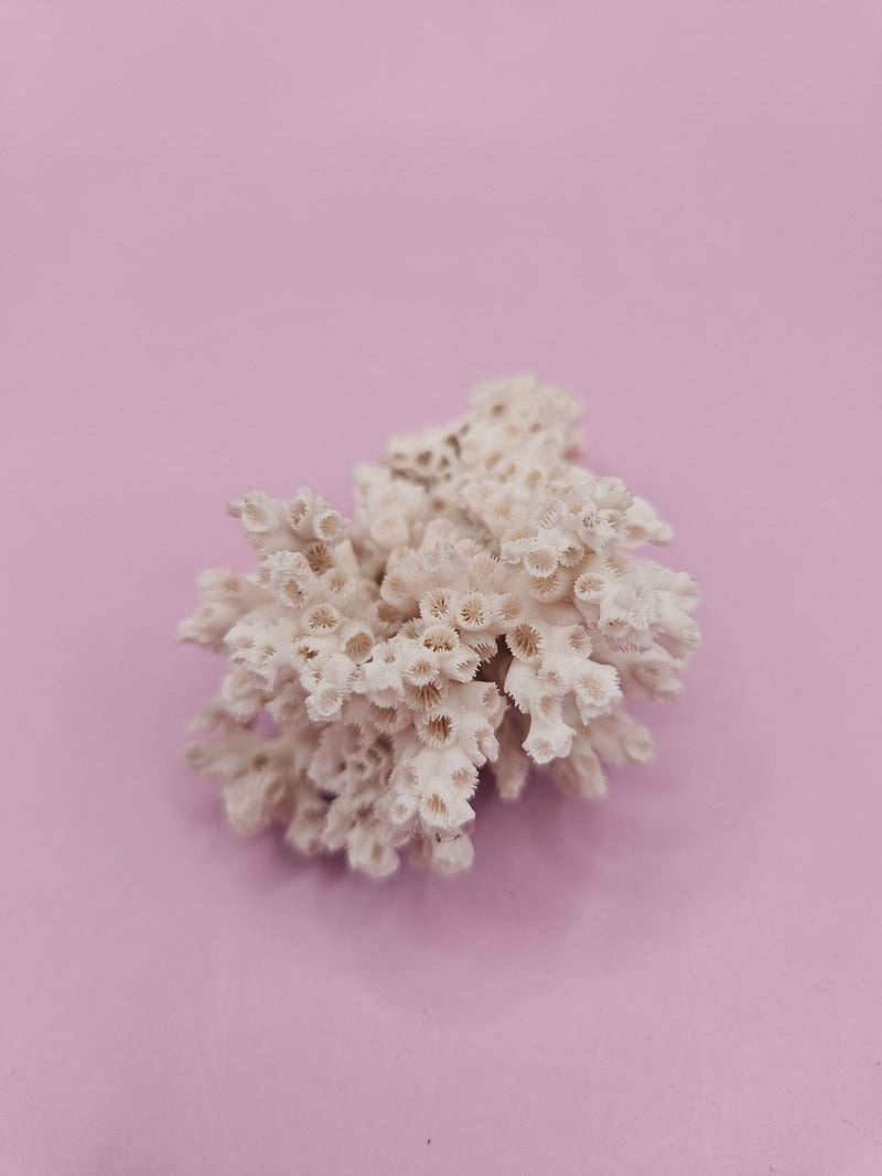 Ivory Bush Coral – Oculina Varicosa (2.5") - CoralLoving Coastal Living