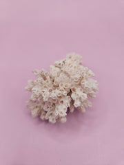 Ivory Bush Coral – Oculina Varicosa (2.5