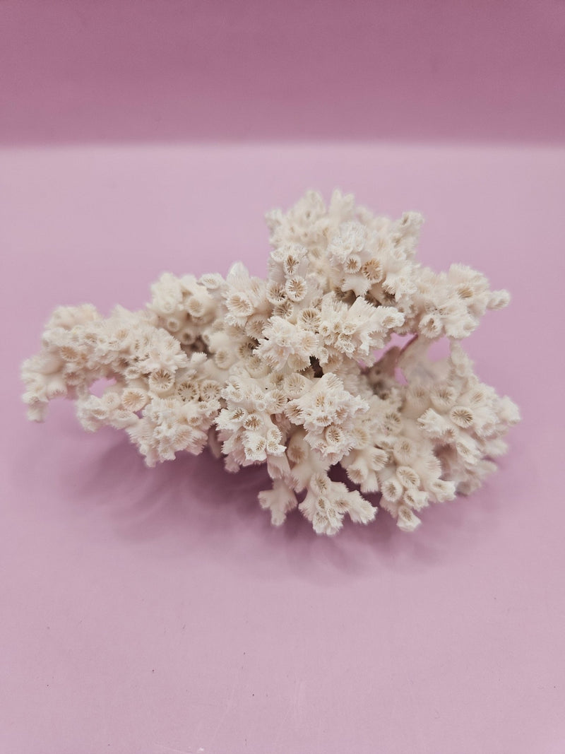 Ivory Bush Coral – Oculina Varicosa (3.6") - CoralLoving Coastal Living