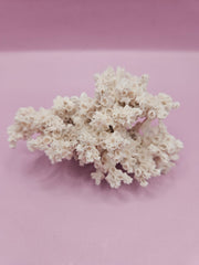 Ivory Bush Coral – Oculina Varicosa (3.6