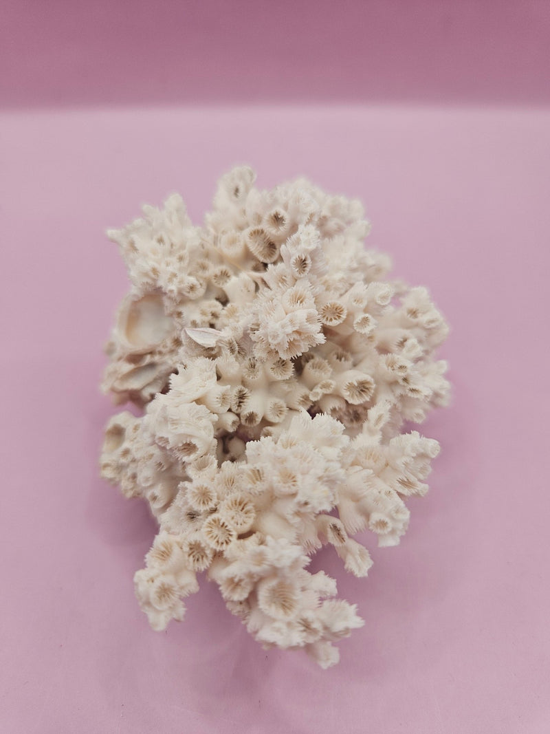 Ivory Bush Coral – Oculina Varicosa (3.6") - CoralLoving Coastal Living