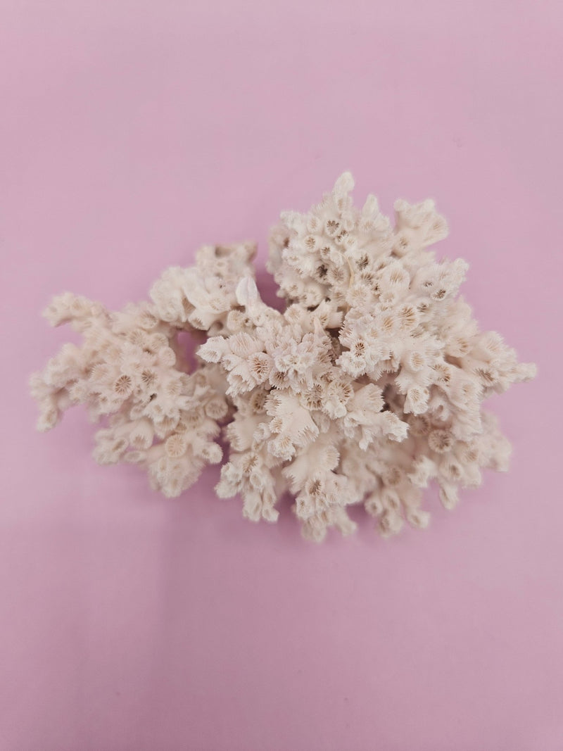 Ivory Bush Coral – Oculina Varicosa (3.6") - CoralLoving Coastal Living