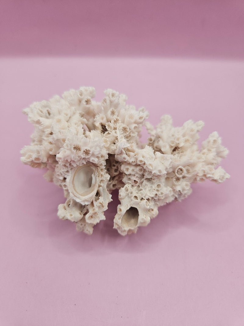 Ivory Bush Coral – Oculina Varicosa (3.6") - CoralLoving Coastal Living