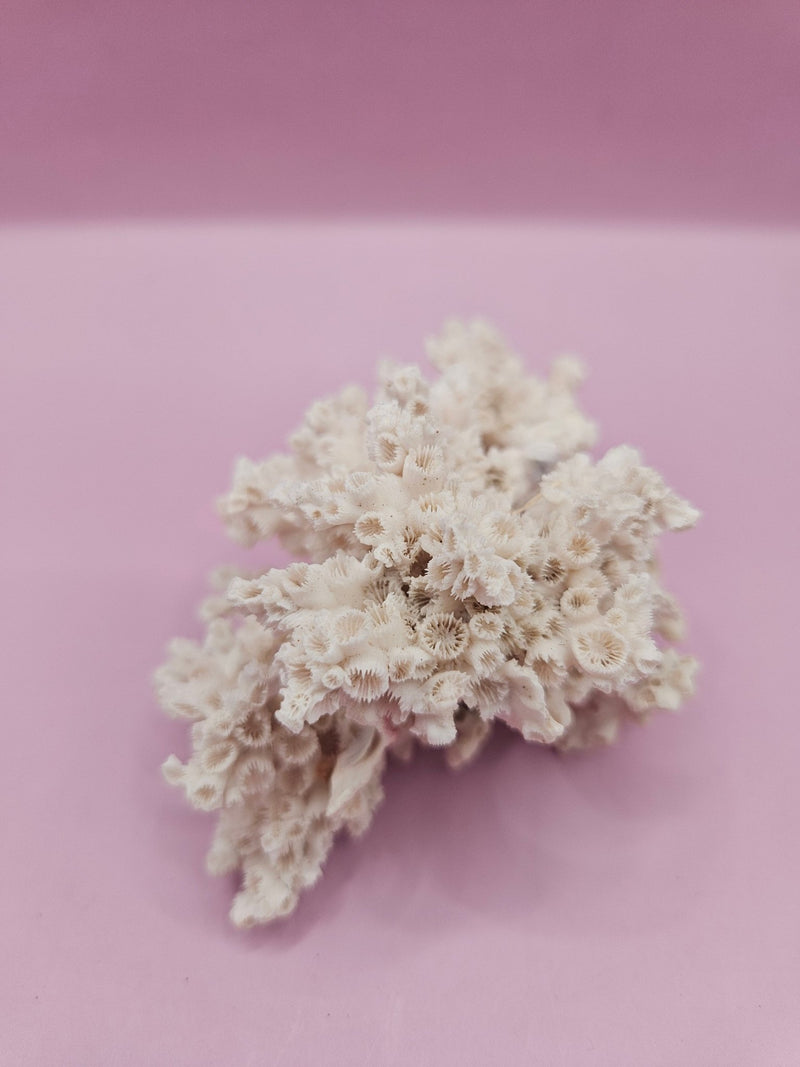 Ivory Bush Coral – Oculina Varicosa (3.6") - CoralLoving Coastal Living