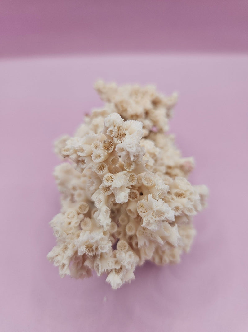 Ivory Bush Coral – Oculina Varicosa (4.5") - CoralLoving Coastal Living