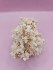 Ivory Bush Coral – Oculina Varicosa (4.5