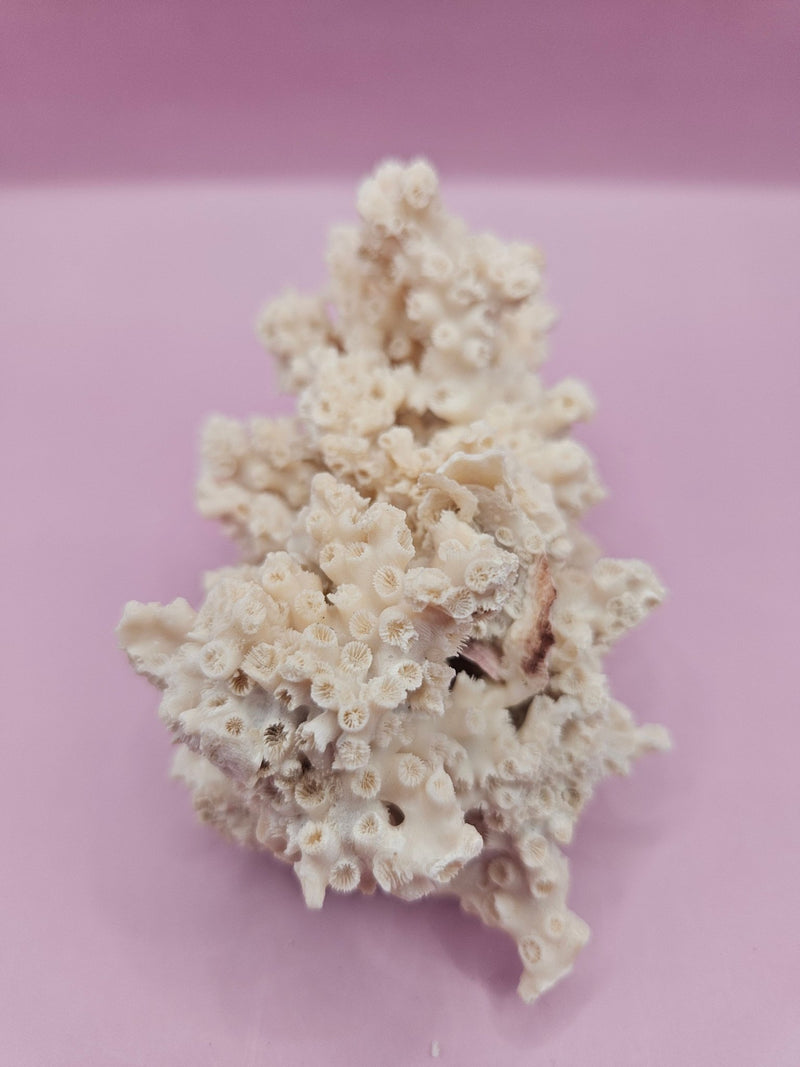 Ivory Bush Coral – Oculina Varicosa (4.5") - CoralLoving Coastal Living