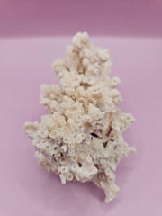 Ivory Bush Coral – Oculina Varicosa (4.5