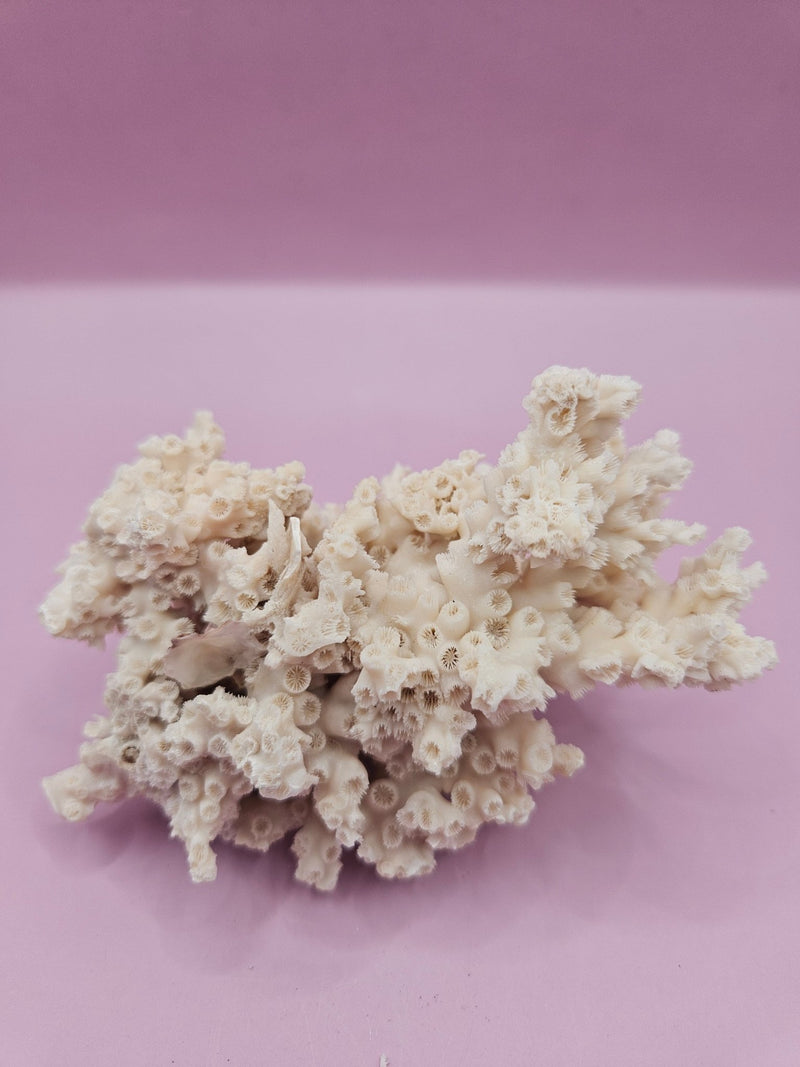 Ivory Bush Coral – Oculina Varicosa (4.5") - CoralLoving Coastal Living